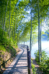 湖南郴州市资兴小东江边晨曦中竹的林小道