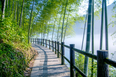 湖南郴州市资兴小东江边晨曦中竹的林小道