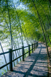 湖南郴州市资兴小东江边晨曦中竹的林小道