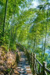 湖南郴州市资兴小东江边晨曦中竹的林小道