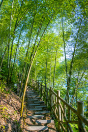 湖南郴州市资兴小东江边晨曦中竹的林小道