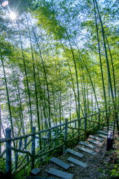 湖南郴州市资兴小东江边晨曦中竹的林小道