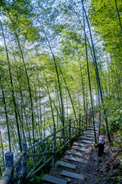 湖南郴州市资兴小东江边晨曦中竹的林小道