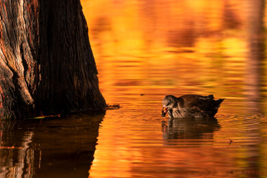 南京明孝陵燕雀湖落羽杉秋季风景