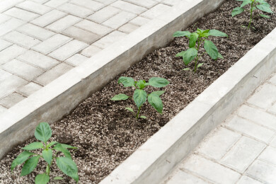 路边地里生长的植物