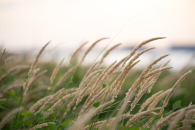 草地生长的茅草