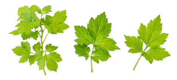 一小段新鲜的白苞蒿和叶子特写