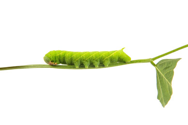 白底上的豆虫豆天蛾