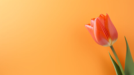郁金香花的美丽呈现，母亲节主题