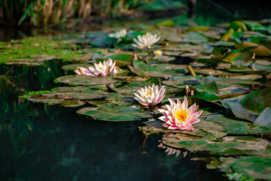 夏天在水潭中盛开的一朵朵莲花