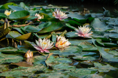 夏天在水潭中盛开的一朵朵莲花