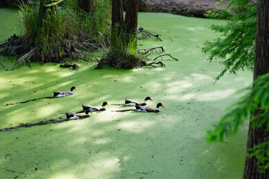 浙江省杭州市临安青山湖水上森林绿头鸭