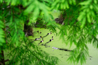 浙江省杭州市临安青山湖水上森林绿头鸭