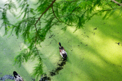 浙江省杭州市临安青山湖水上森林绿头鸭