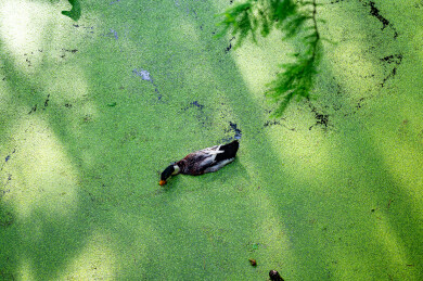 浙江省杭州市临安青山湖水上森林绿头鸭