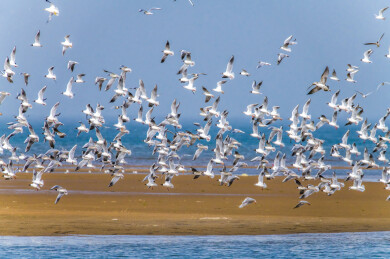 中国河北秦皇岛北戴河湿地飞翔的鸟群