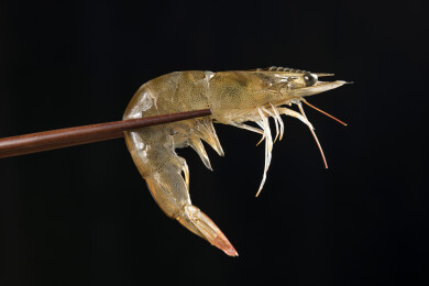 新鲜的大虾特写