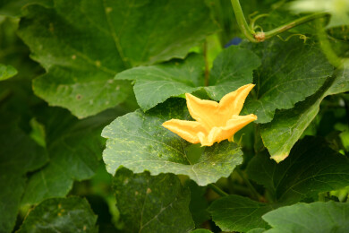 秋天的倭瓜开出金黄色的花朵