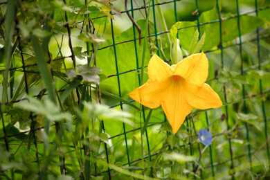秋天的倭瓜开出金黄色的花朵