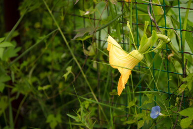 秋天的倭瓜开出金黄色的花朵