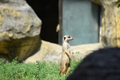 站在岩石下看着远方的狐獴