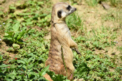 一只站着的狐獴