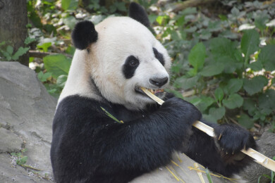 正在啃竹子的大熊猫