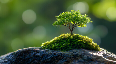 绿色小树苗