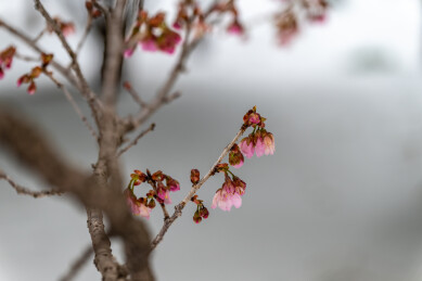 雪地里的早樱