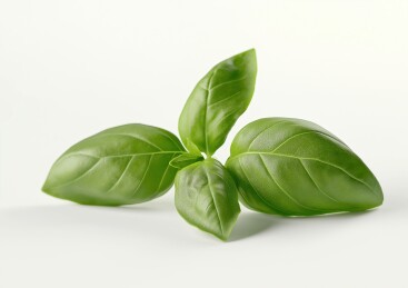 新鲜罗勒叶白色背景