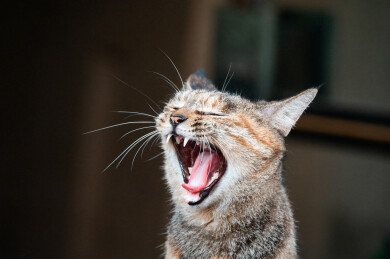 一只打哈欠的狸花猫