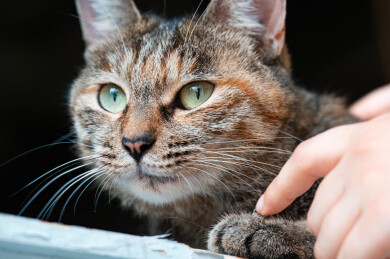 一只被抚摸的狸花猫特写