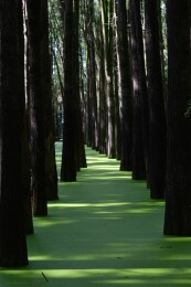 夏天杭州青山湖水杉森林