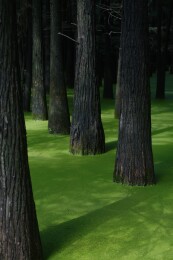 夏天杭州青山湖水杉森林