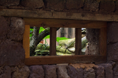 老房子土墙上打开的老式木雕窗子