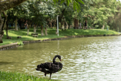 广东广州番禺大夫山草地上梳理羽毛的黑天鹅