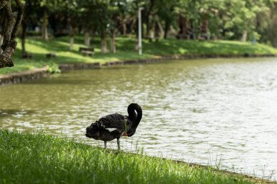 广东广州番禺大夫山草地上梳理羽毛的黑天鹅