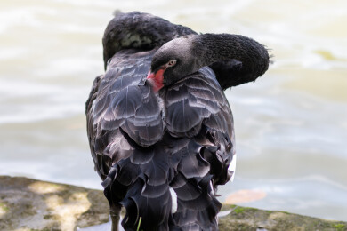 广东广州番禺大夫山草地上梳理羽毛的黑天鹅