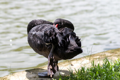 广东广州番禺大夫山草地上梳理羽毛的黑天鹅