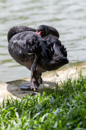 广东广州番禺大夫山草地上梳理羽毛的黑天鹅