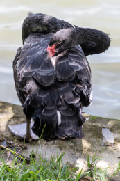 广东广州番禺大夫山草地上梳理羽毛的黑天鹅