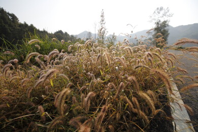 马路边的狗尾巴草