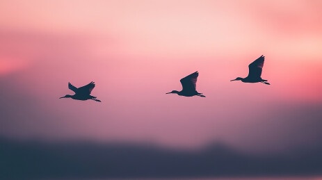 日落时鸟儿在天空中飞翔的低角度剪影