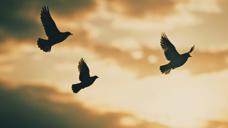 日落时鸟儿在天空中飞翔的低角度剪影