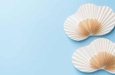 蓝色背景上贝壳的高角度视图