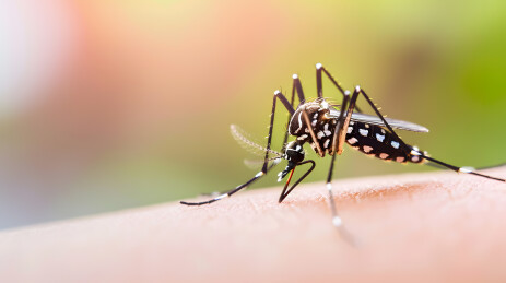 蚊子昆虫病毒传播
