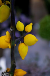 花卉五代果