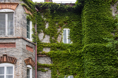 烟台山老建筑爬山虎