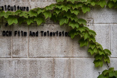 烟台山老建筑爬山虎