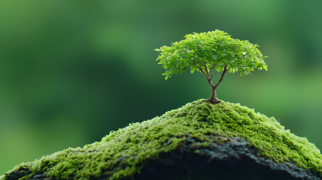 绿色小树苗